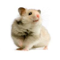 szczurów, myszy, zwierząt Isselee - Dreamstime