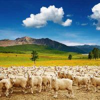 Pixwords Obraz z owiec, owce, natura, góry, niebo, chmury, stada Dmitry Pichugin - Dreamstime