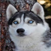 Pixwords Obraz z pies, oczy, niebieski, zwierzę Mikael Damkier - Dreamstime