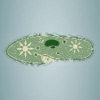 Pixwords Obraz z ślad, algi, zielony, gwiazda, mikroskopowe tkanek Vladimir Zadvinskii (Vladimiraz)