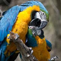 Pixwords Obraz z papuga, ptak, kolor, ptaki Marek Jelínek - Dreamstime