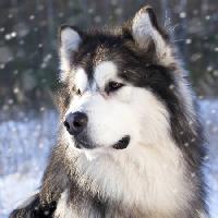 Pixwords Obraz z wilk, pies, zwierzę, dziki Lilun - Dreamstime