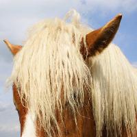 Pixwords Obraz z koń, zwierzę, głowa, uszy Raomn