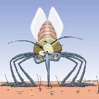 Pixwords Obraz z komara, zwierząt, włosy, muchy, rodzina, zakażenie malarią Dedmazay - Dreamstime