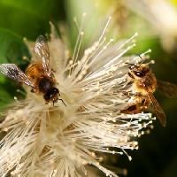 Pixwords Obraz z pszczoły, natura, Pszczoła, polen, kwiat Sheryl Caston - Dreamstime
