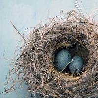 Pixwords Obraz z gniazdo, jajko, ptak, niebieski, dom, Antaratma Microstock Images © Elena Ray - Dreamstime