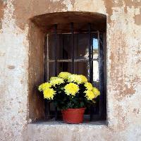 Pixwords Obraz z kwiaty, kwiat, okno, żółty, ściana Elifranssens