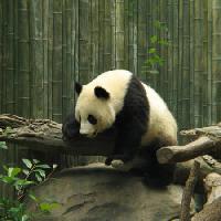 panda, niedźwiedź, mały, czarny, biały, drewno, las Nathalie Speliers Ufermann - Dreamstime