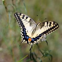 Pixwords Obraz z motyl, owad, zwierzę Sergey  Galushko (Galdzer)