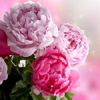 Pixwords Obraz z kwiat, kwiaty, ogród, róża Piccia Neri - Dreamstime