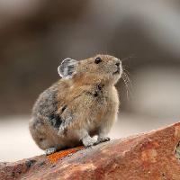 Pixwords Obraz z zwierząt, szczury, myszy, dzikie Brian Lasenby (Gonepaddling)