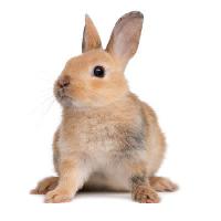 Pixwords Obraz z króliczek, królik, uszy, zwierząt Isselee - Dreamstime