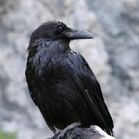 ptak, czarny, szczyt Matthew Ragen - Dreamstime