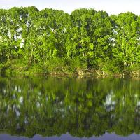 Pixwords Obraz z drzewo, drzewa, woda, zielony, jezioro Vadim Yerofeyev - Dreamstime