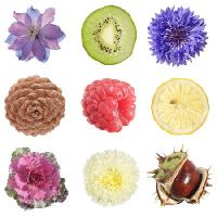Pixwords Obraz z owoce, okrągły, cytryny, kiwi, maliny, borówki Tamara Kulikova - Dreamstime