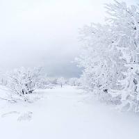 Pixwords Obraz z zima, biały, drzewo Kutt Niinepuu - Dreamstime