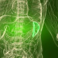 organy, ludzka, człowiek Sebastian Kaulitzki - Dreamstime