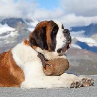 Pixwords Obraz z pies, beczka, góry Swisshippo - Dreamstime