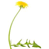 Pixwords Obraz z kwiat, kwiaty, mniszek lekarski, zielony, liść, żółty Chesterf
