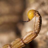 skorpion, zwierząt, owadów Mauro Rodrigues (Membio)