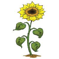 Pixwords Obraz z żółty, rośnie, kwiat, zielony, roślina Dedmazay - Dreamstime
