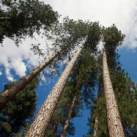 Pixwords Obraz z drzewo, drzewa, niebo, drewno, chmury Juan Camilo Bernal - Dreamstime