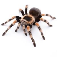 Pixwords Obraz z zwierząt, owad, pająk, nogi Okea - Dreamstime
