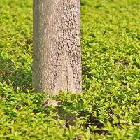 Pixwords Obraz z drzewo, zielony, trawy, liści, wysoki, natura Vlarub - Dreamstime