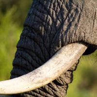 Pixwords Obraz z słoń, tułowia, zwierząt Villiers Steyn (Villiers)