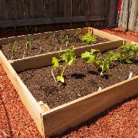 warzyw, warzywa, rosnąć, uprawianych, zielony, roślina, rośliny, drewno Mvogel