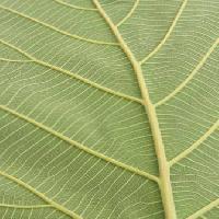 Pixwords Obraz z liści, zielony Rufous - Dreamstime