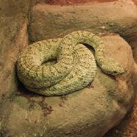 Pixwords Obraz z wąż, zwierzę, dziki, rock, skały John Lepinski (Acronym)
