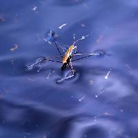 Pixwords Obraz z bug, owad, wody, pływak, niebieski Sergey Yakovlev (Basel101658)
