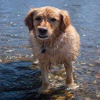pies, wody, zwierząt Emilyskeels22 - Dreamstime
