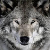 Pixwords Obraz z wilk, zwierzę, dziki, pies Alain - Dreamstime