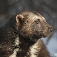 Pixwords Obraz z zwierząt, niedźwiedź, dziki, dziewiczość, futro Moose Henderson - Dreamstime